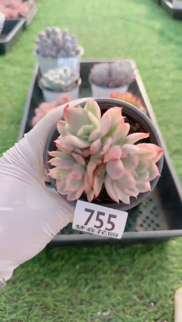 【闪购商品】梦会多肉一物一拍