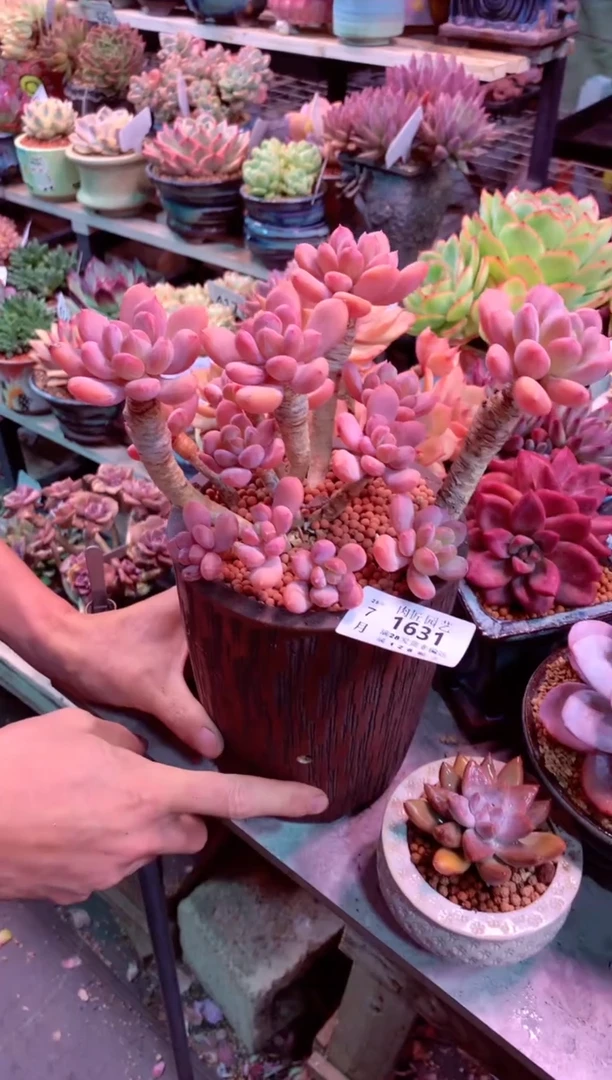 倪****师送盆价1631——生鲜绿植不支持7天无理由退货