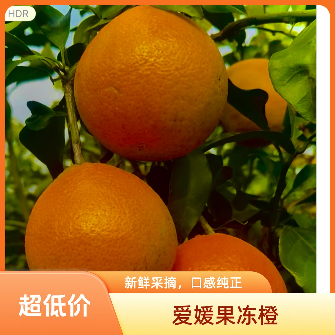 （助力三农）精品正宗爱媛果冻橙自然成熟新鲜采摘皮薄多汁甜蜜化渣