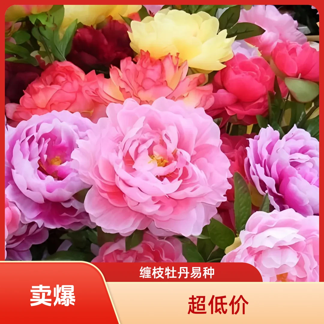 缠枝洋牡丹花种子混色重瓣大花四季种植多年生阳台庭院好养花卉