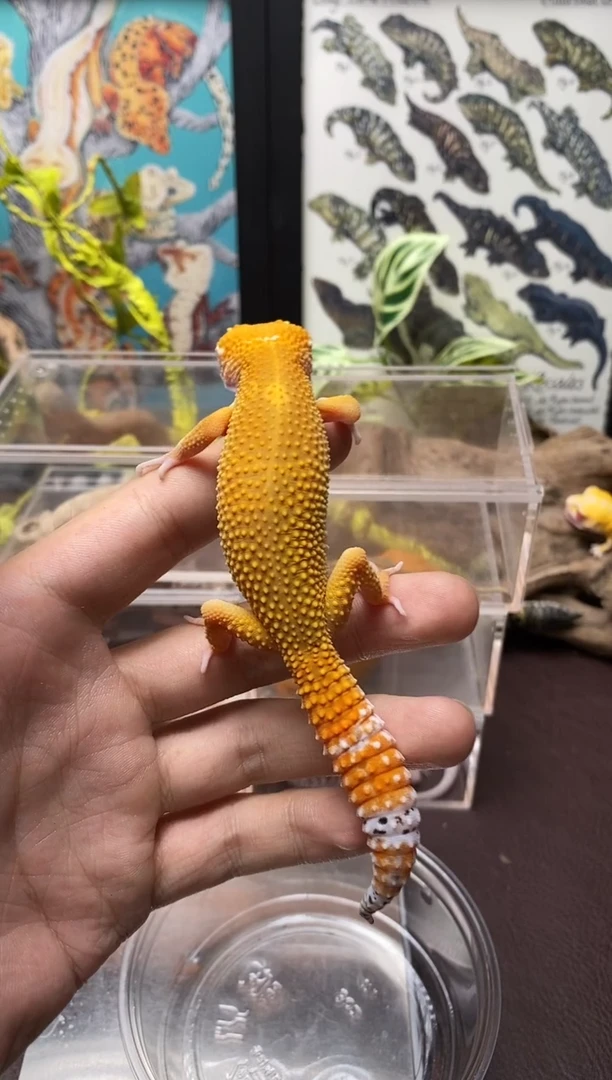 豹纹守宫鳞与尾 Scale Tail 爬宠蜜桔成体公