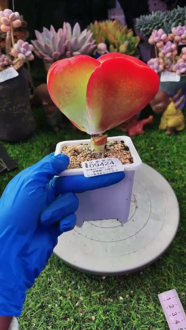 昆明印象多肉09424