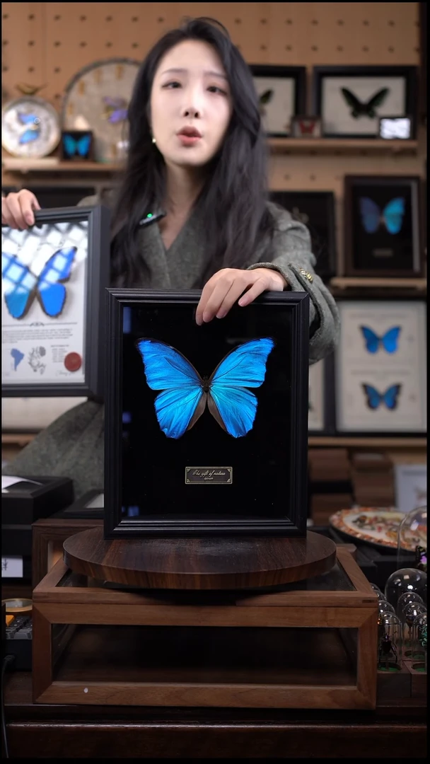 大蓝闪蝶黑绒底版10寸欧式框（带证书）