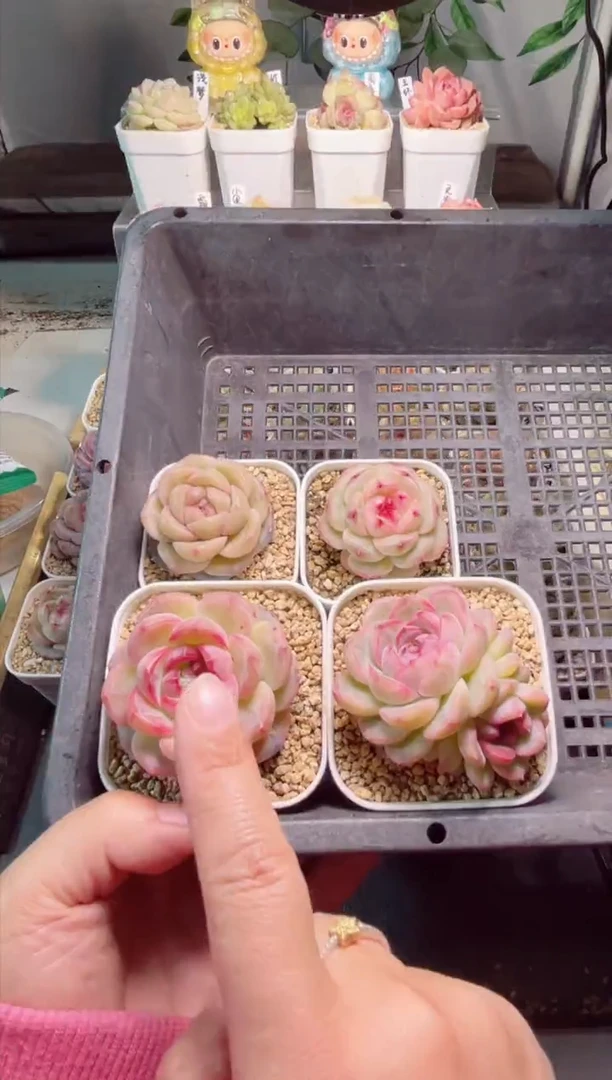 【闪购商品】M849打包3个新品