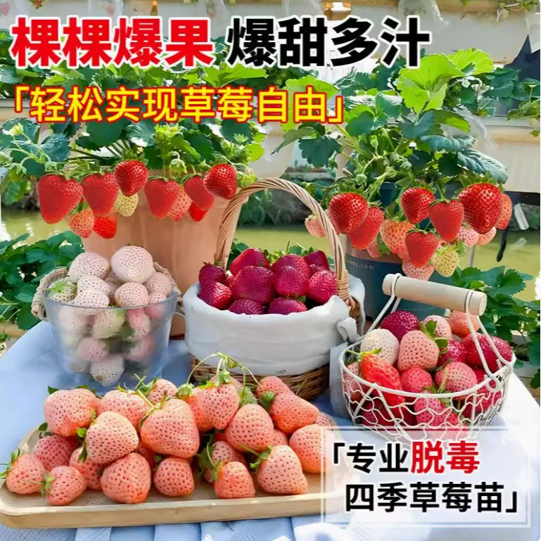 【草莓爆根种苗】新手草莓苗奶油甜查理红颜盆栽地栽带泥团爆根苗