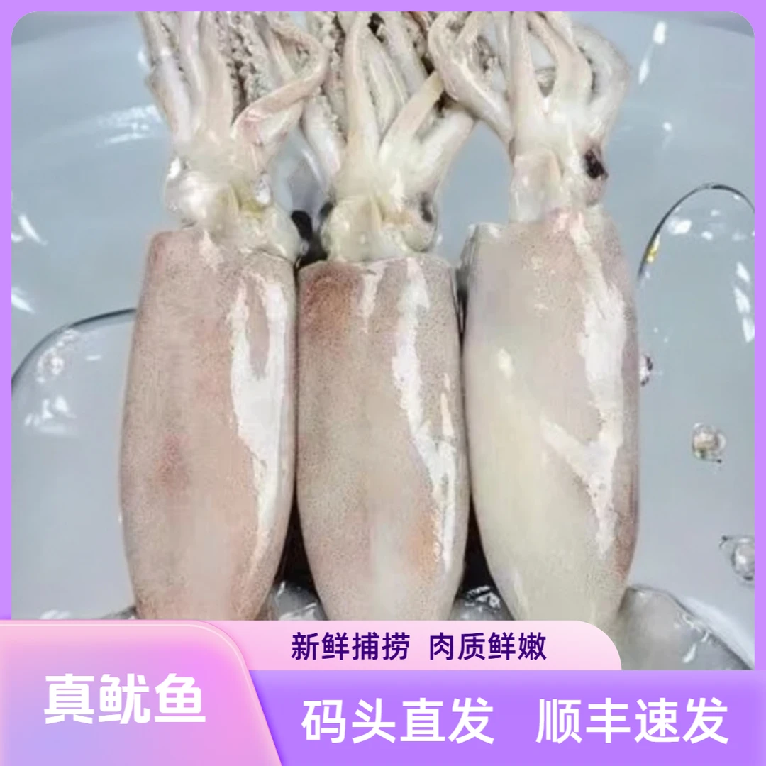真鱿本地冷水海域大鱿鱼野生当季海捕日照顺丰发货4斤（到手6-8条）