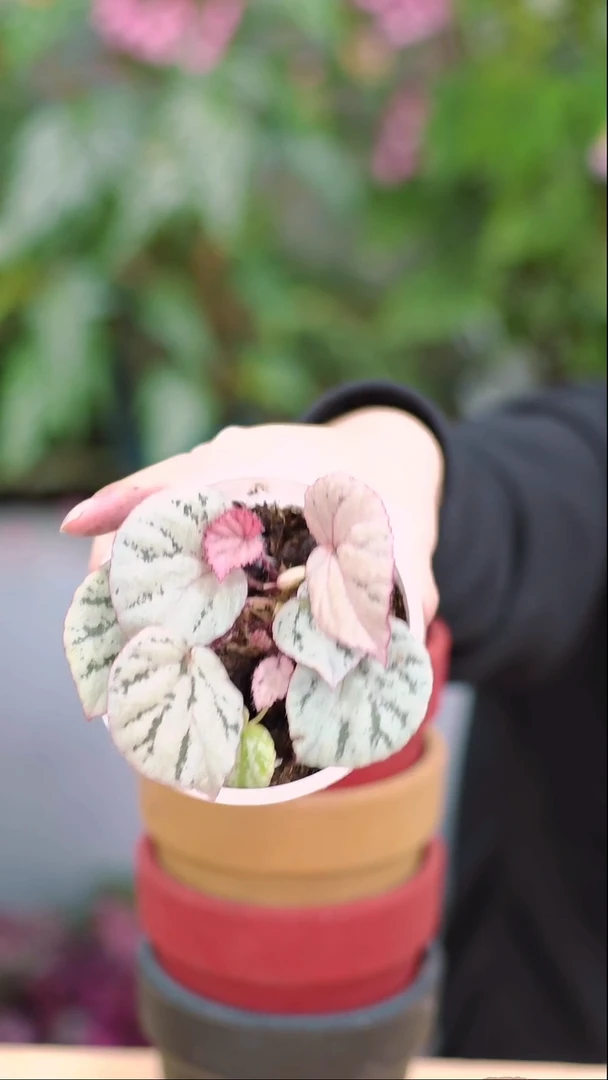 完全开放蜜桃秋海棠