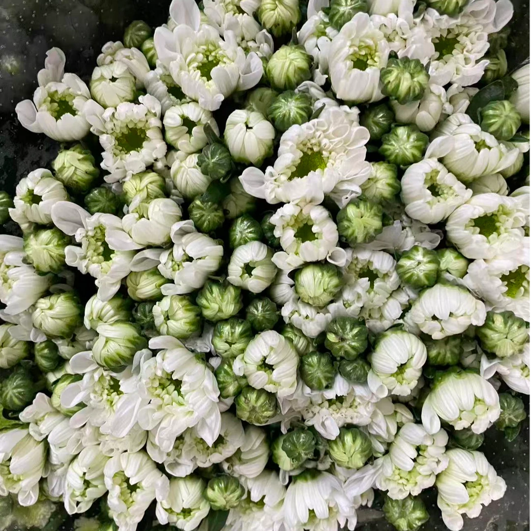 （瑞白小雏菊）东北辽宁凌源基地直发顺丰包邮