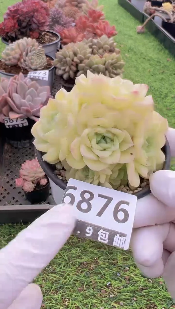 【闪购商品】信福多肉一物一拍