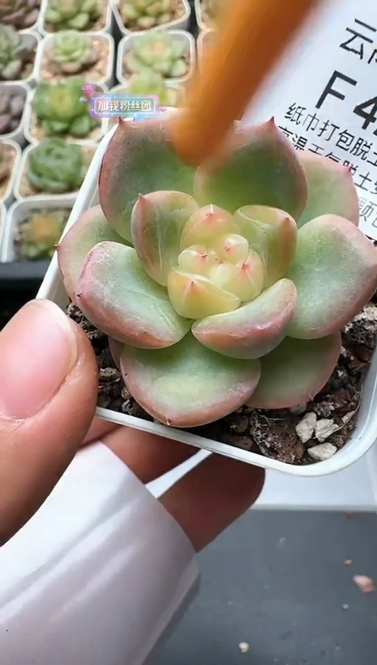 422F云禹多肉植物 默认脱土纸巾打包 3颗包邮