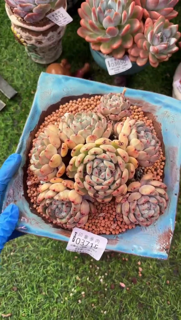 昆明印象多肉03715