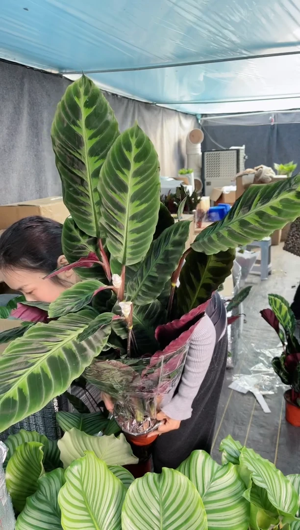 【闪购商品】带花发货紫背天鹅绒