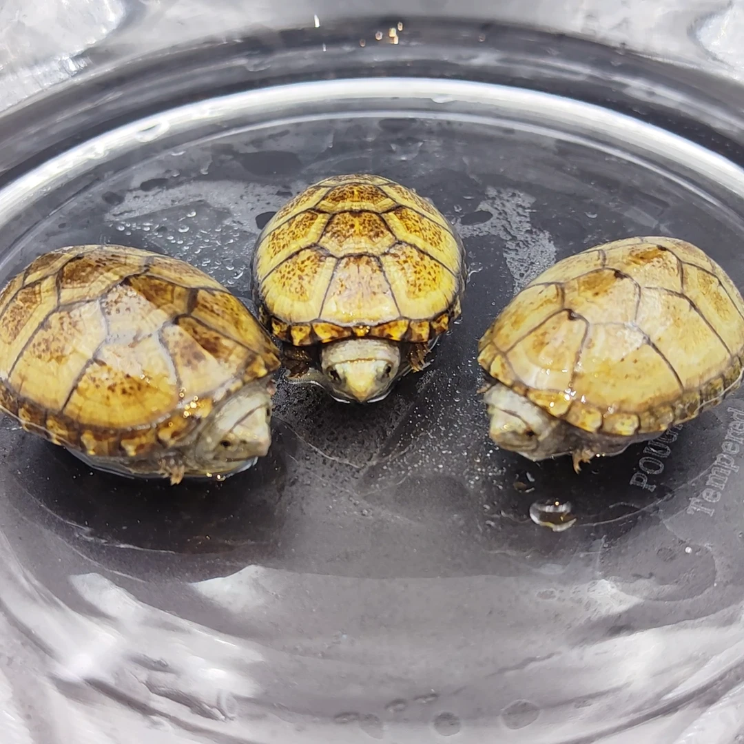 直播间蛋龟专拍（私拍不发货）