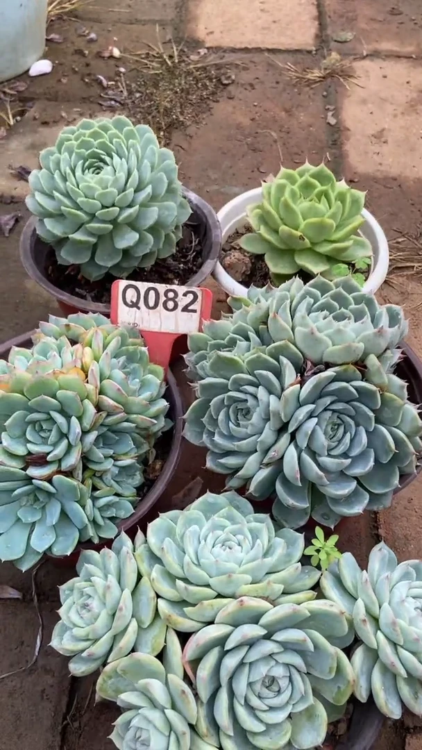 Q082多肉组合默认脱土发货