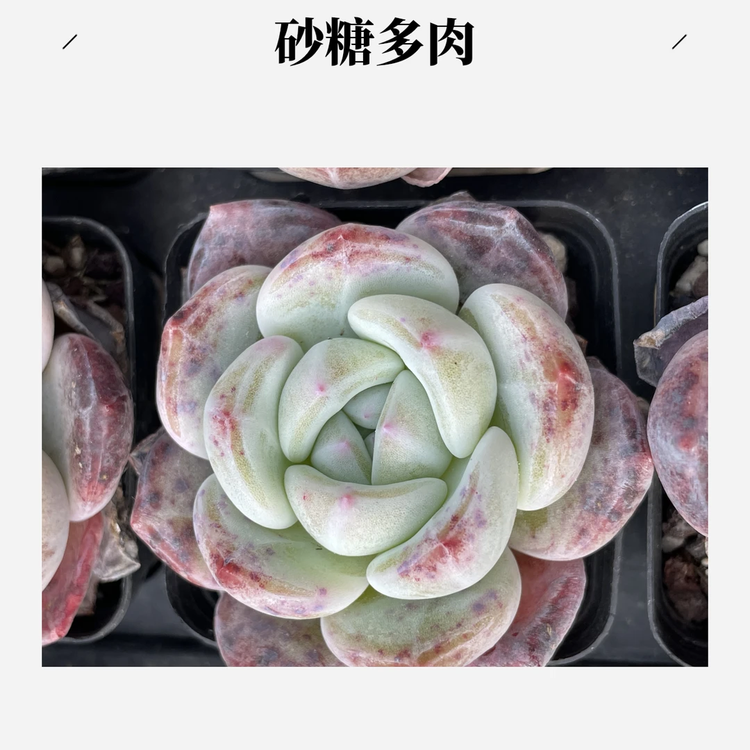 砂糖多肉实物以直播间为准满20包邮