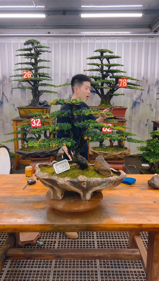 无花朵精品盆景直播间一物一拍