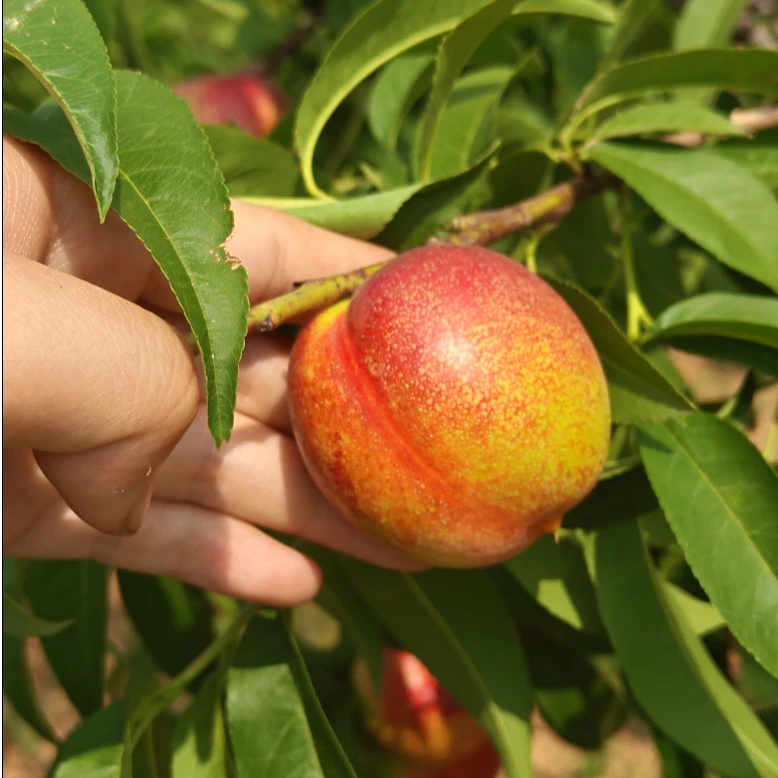 【黄心油桃】原产地油桃好吃脆爽甜口