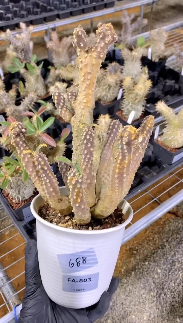 【闪购商品】椰子琉桑FA-803