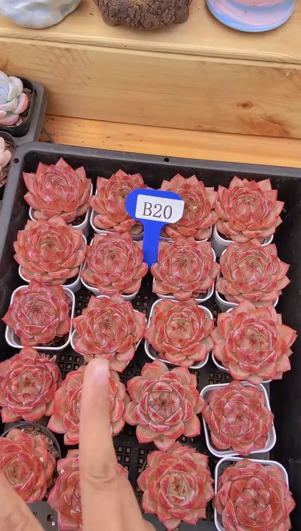 B20-夜魔侠5cm带小白方（量拍）