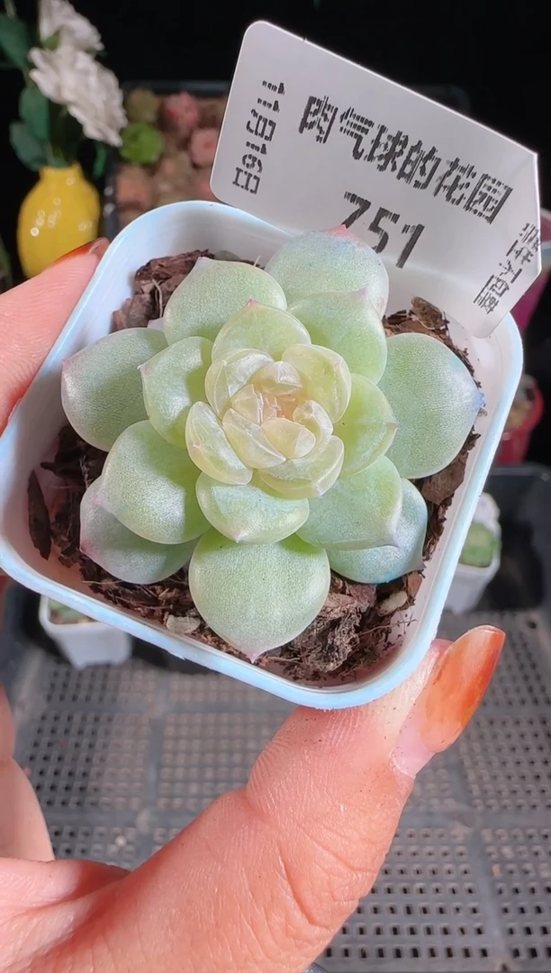 1116-751玉瑶群生不包整