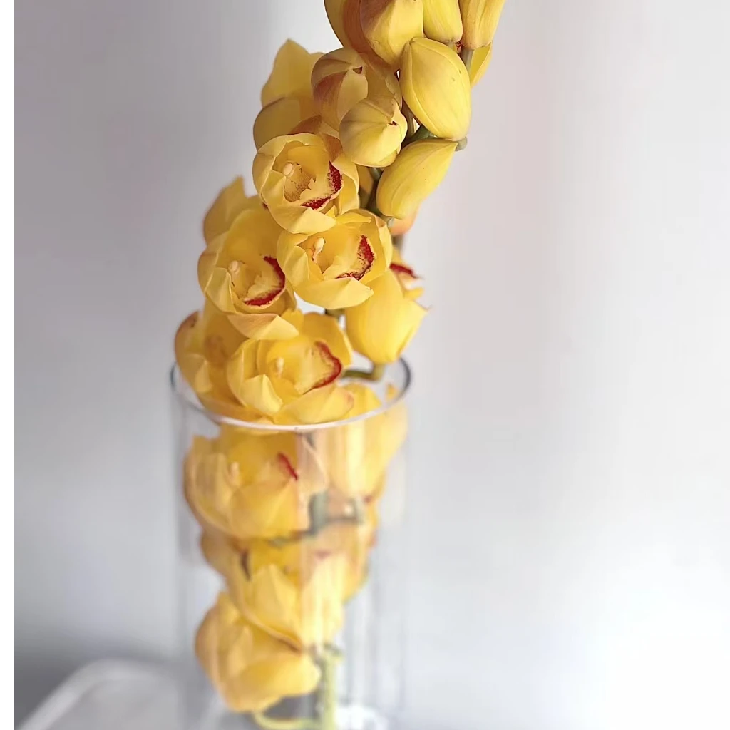 【杨贵妃蕙兰】水培水养鲜切花大花惠兰瓶插鲜花