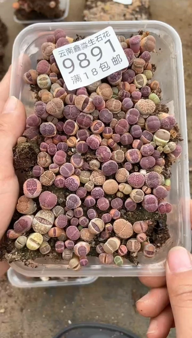 9891特价紫色切糕微瑕