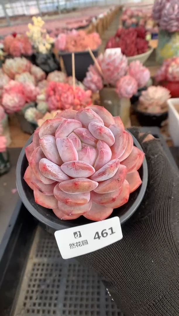 461粉星影多肉植物一物一拍