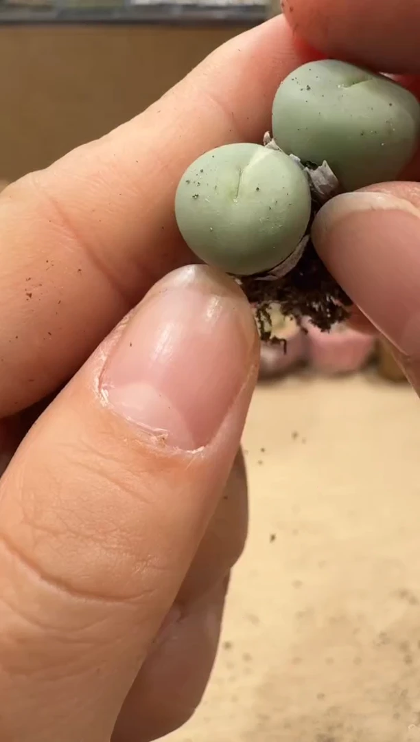8-9多肉植物肉锥