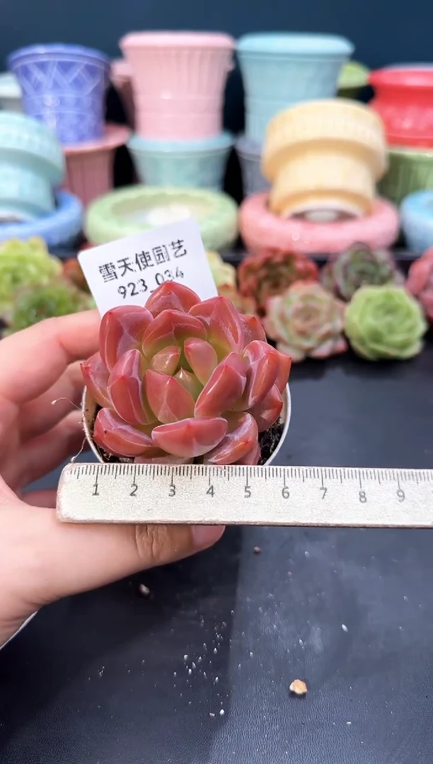 923-034青山（冠幅6cm）