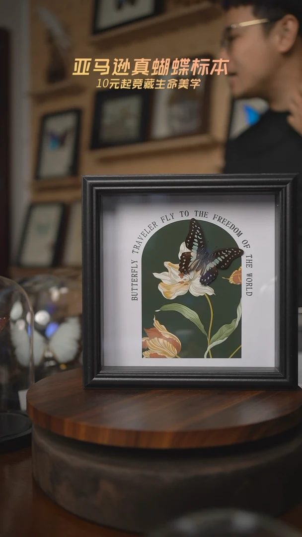 有机玻璃飞窗木兰青凤蝶