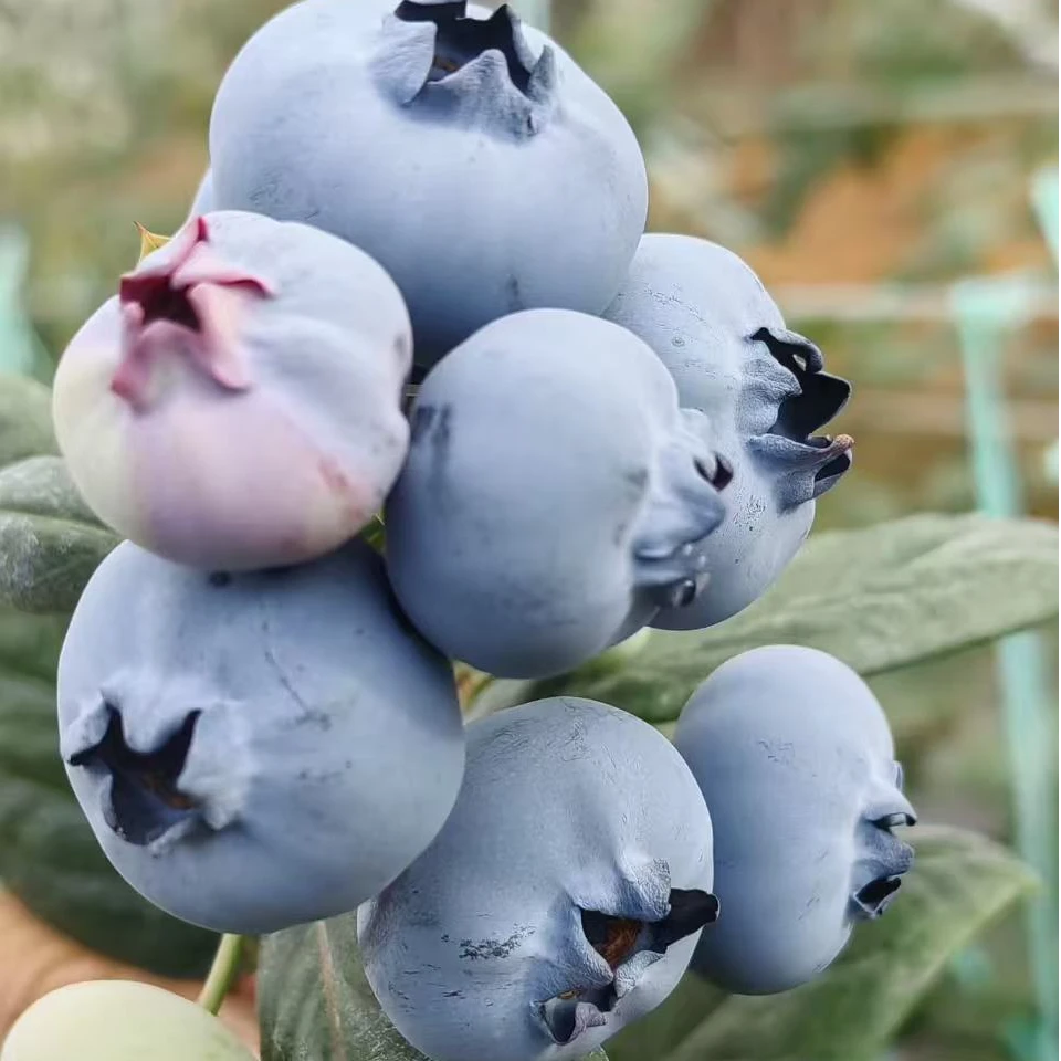 [霸王莓]20-24mm新鲜采摘 花香蓝莓 酸甜爆汁脆顺丰冷链 包邮