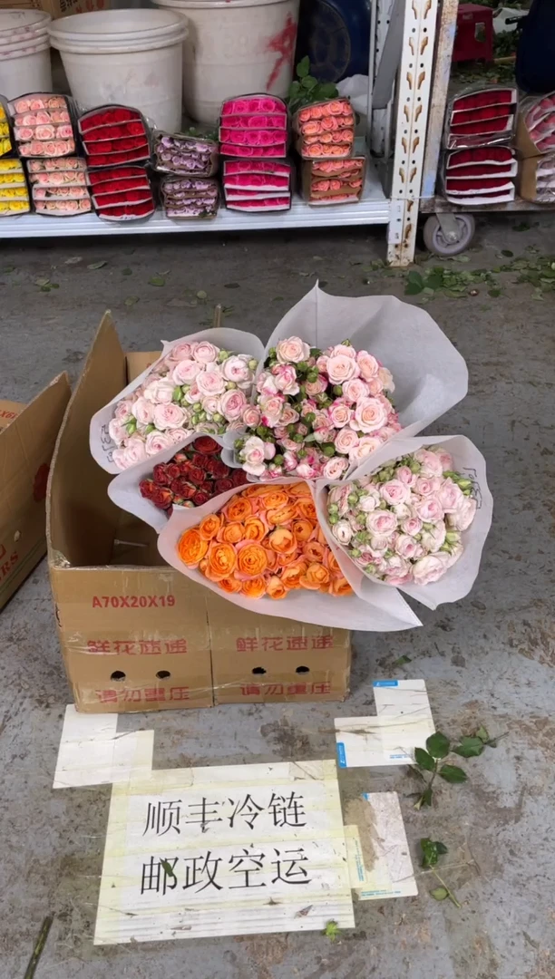 仙子之吻2扎+巧克力1扎+折射1扎+果汁阳台1扎