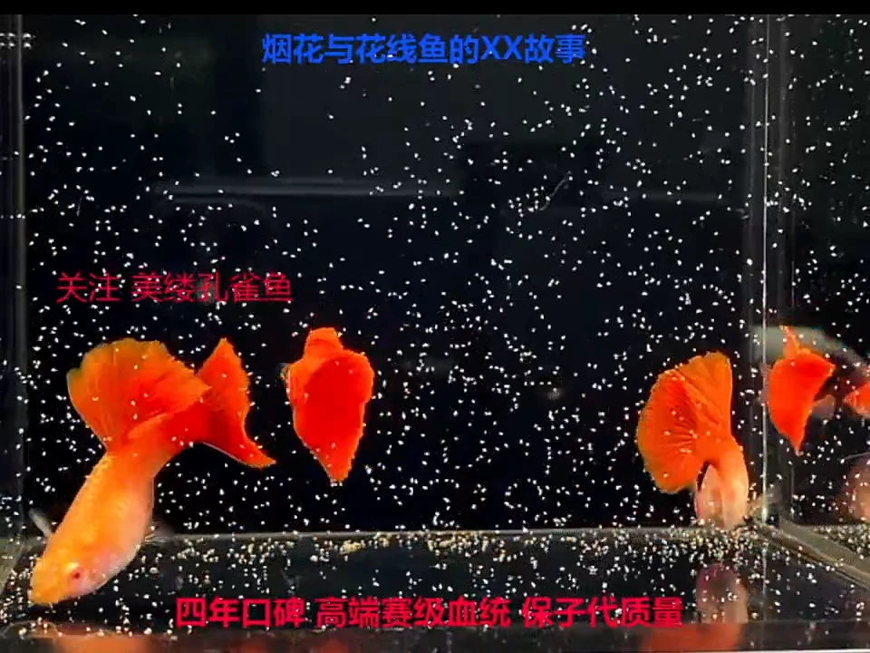 孔雀鱼超大背全红2对