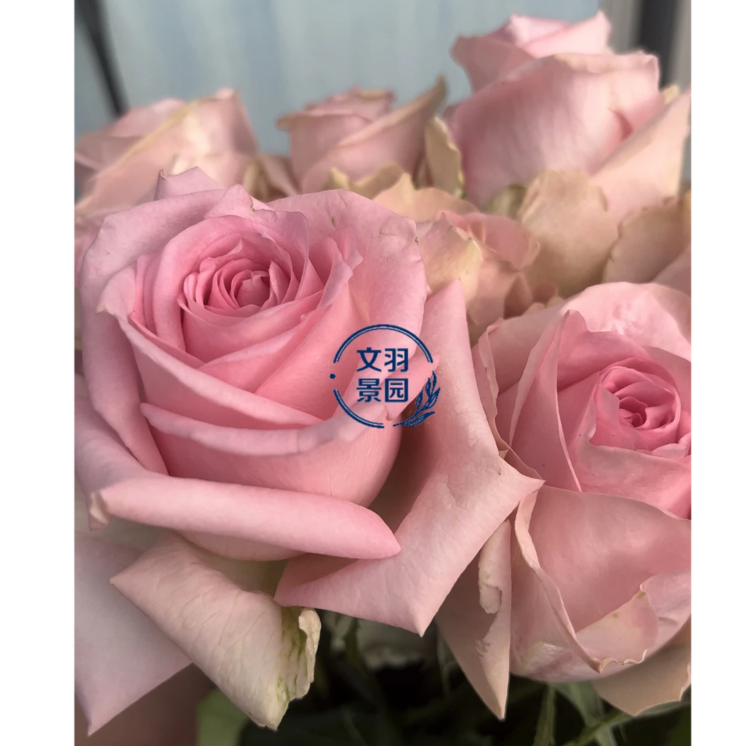 文羽景园【塔利亚】切花月季多季节重复开花