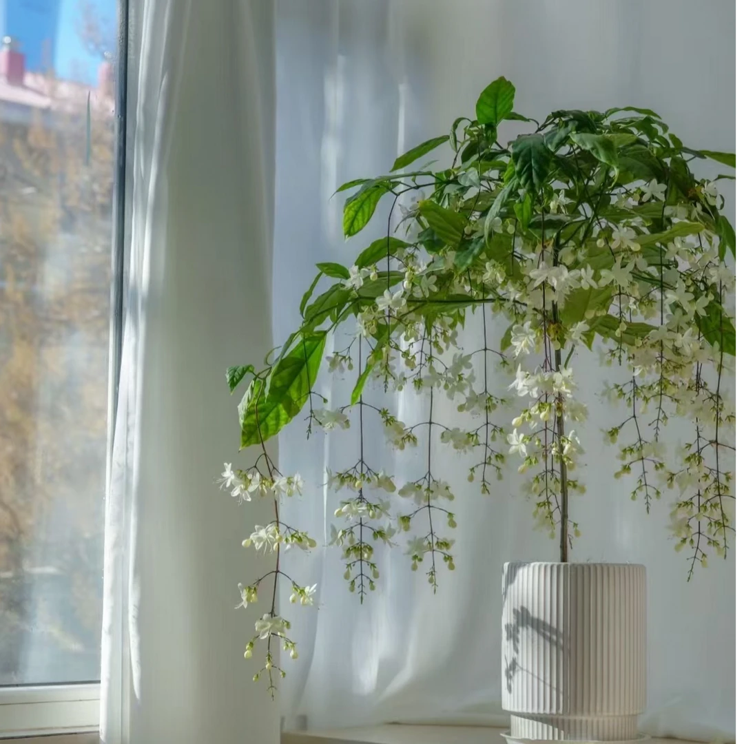 垂丝茉莉【高80-1米】带花苞带花独杆棒棒糖开花花卉绿植