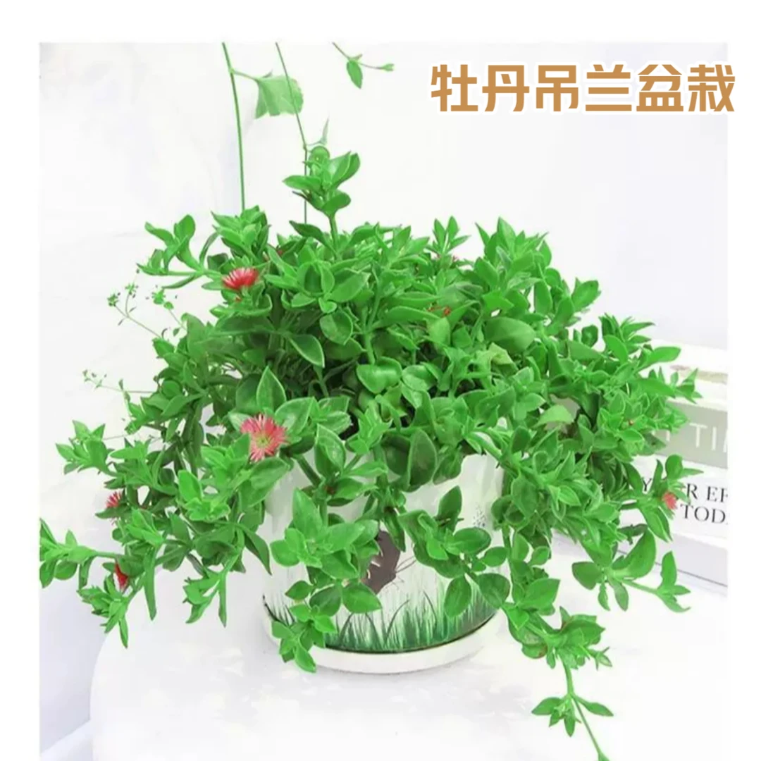 牡丹吊兰盆栽室内阳台四季开花垂吊植物客厅吊兰绿植盆栽