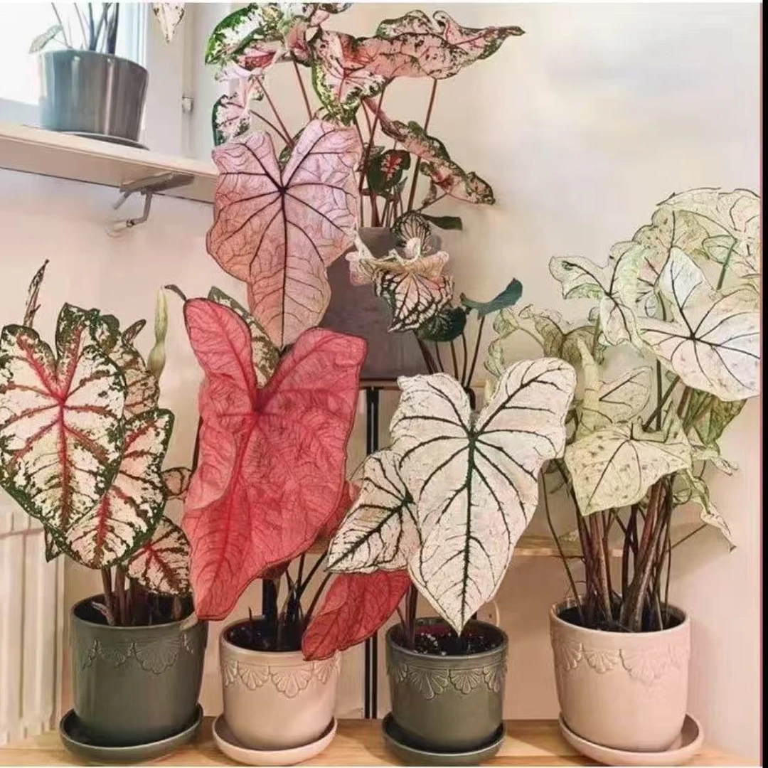 彩叶芋彩色ins植物吉利室内盆栽彩虹网红风桌面花园皇后包邮