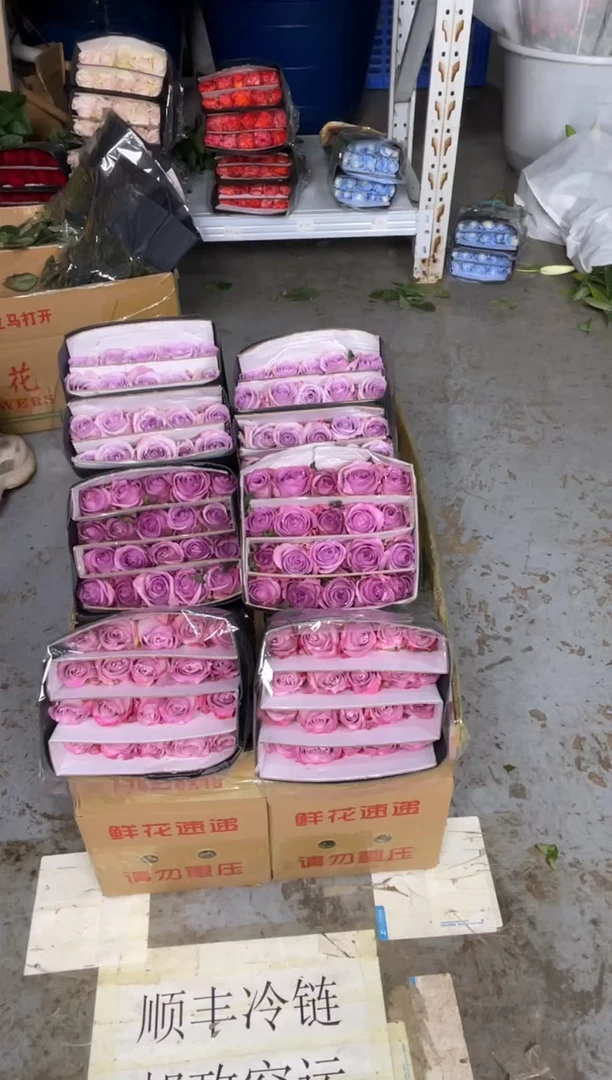 气场20枝+紫霞20枝+海洋之歌20枝