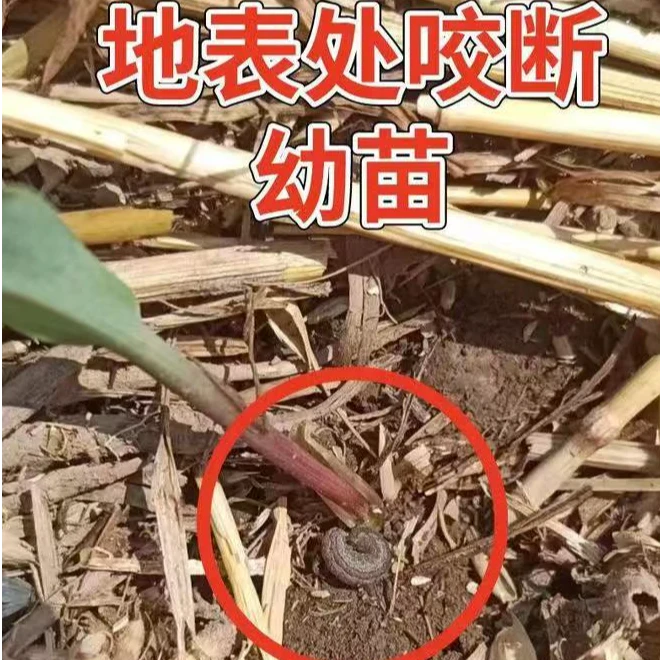 玉米田间主要虫害,地上虫专用6-7亩地(甜菜夜蛾)