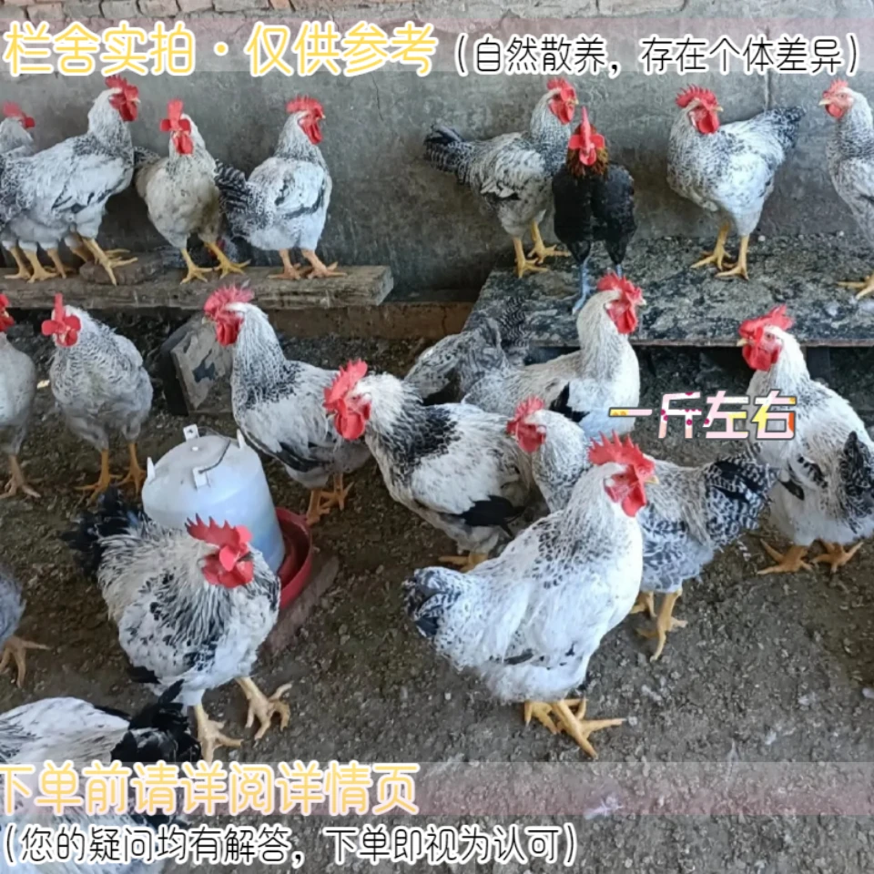 （顺丰）白芦花鸡农场土鸡活体宠物鸡好看好养一斤鸡