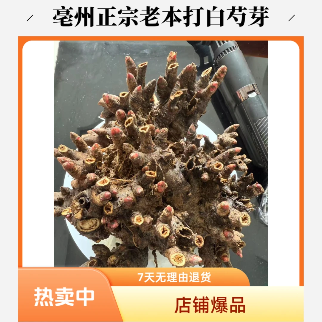 优质白芍芽，亳白芍芽，亳州老本打白芍芽，蒲棒芽头，药都品质，超值
