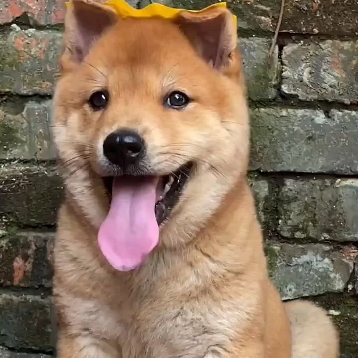 【廷少】广西田园犬之黄狗白面五红五黑犬土猎狗狗活体衔接