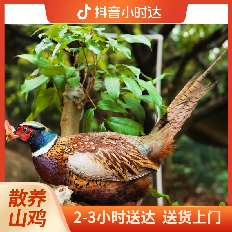 深圳同城三小时配送【七彩山鸡（6个月）】煲汤比较鲜 绝绝子！推荐!!!!!!