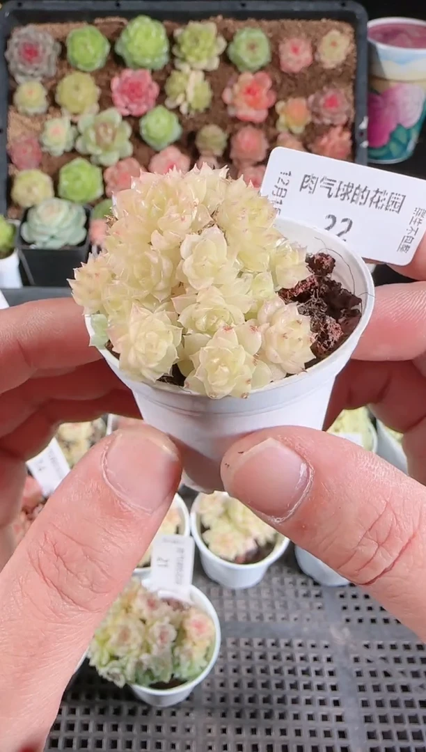 1201-22多肉群生不包整