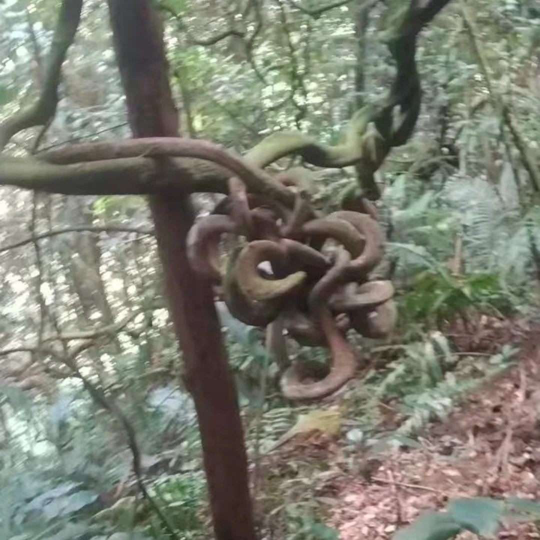 云南深山百年老藤  过江龙球