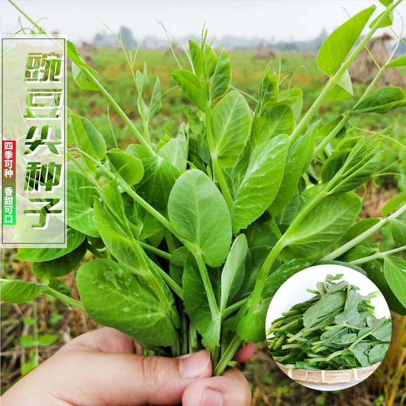 【四季豌豆尖种子】无须豌豆苗可水培土培阳台盆栽龙须荷兰豆种籽
