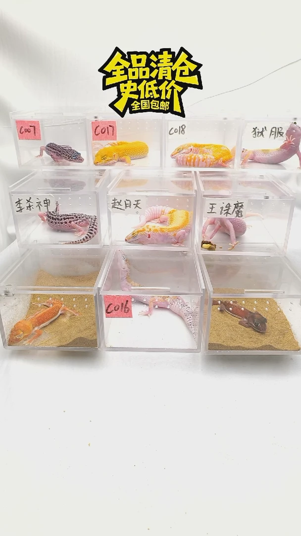 豹纹守宫全品清仓全国包邮银河母7.29出壳