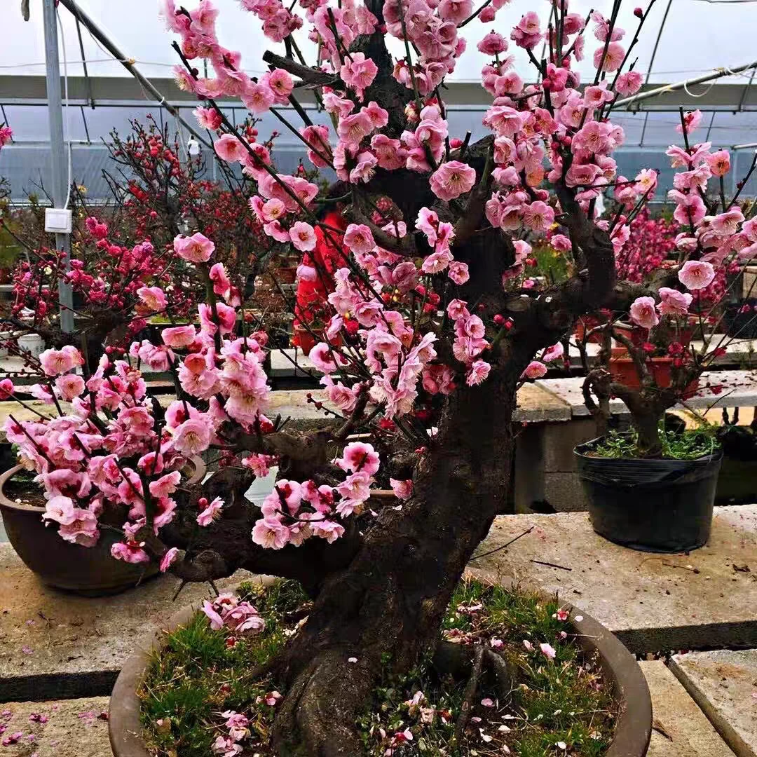 梅花盆栽原生红梅吊兰绿梅盆景老桩室内庭院树苗四季耐寒花卉绿梅