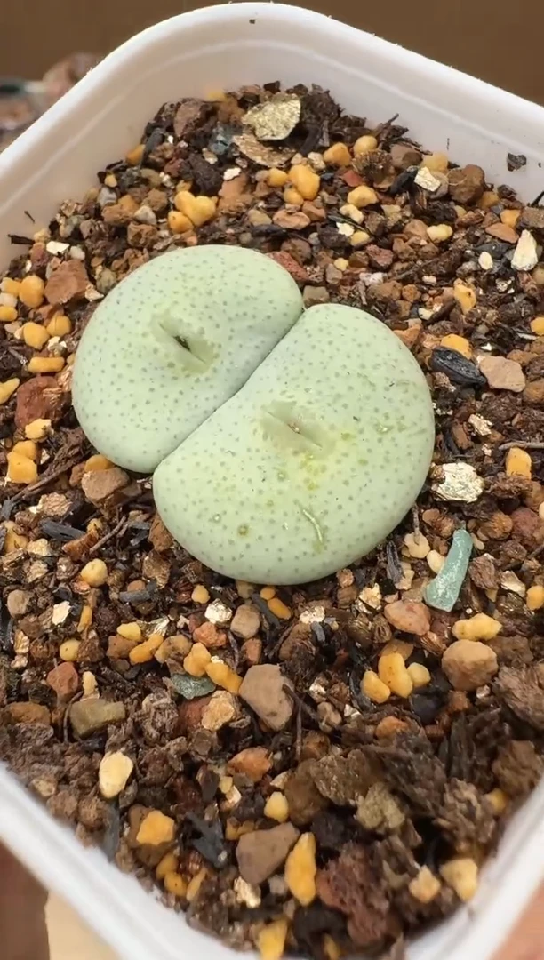 多肉植物肉锥16-318