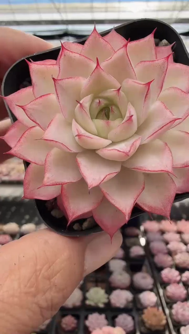 东云多肉园新款-17